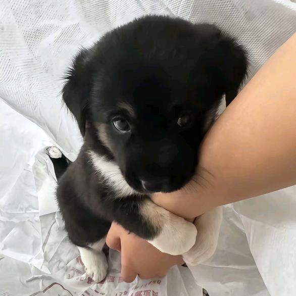 江戈