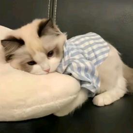小希宝