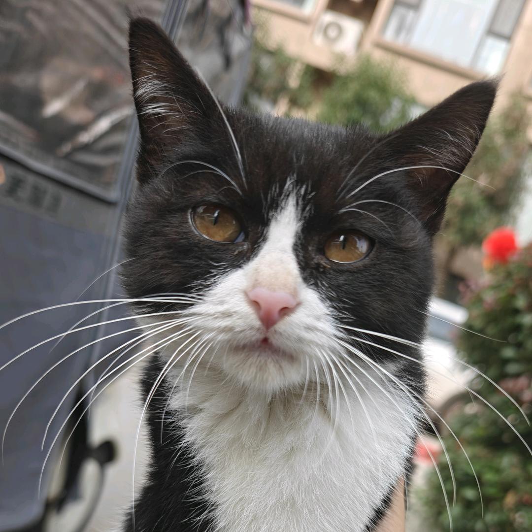 黑猫警长：赵小黑(●—●)