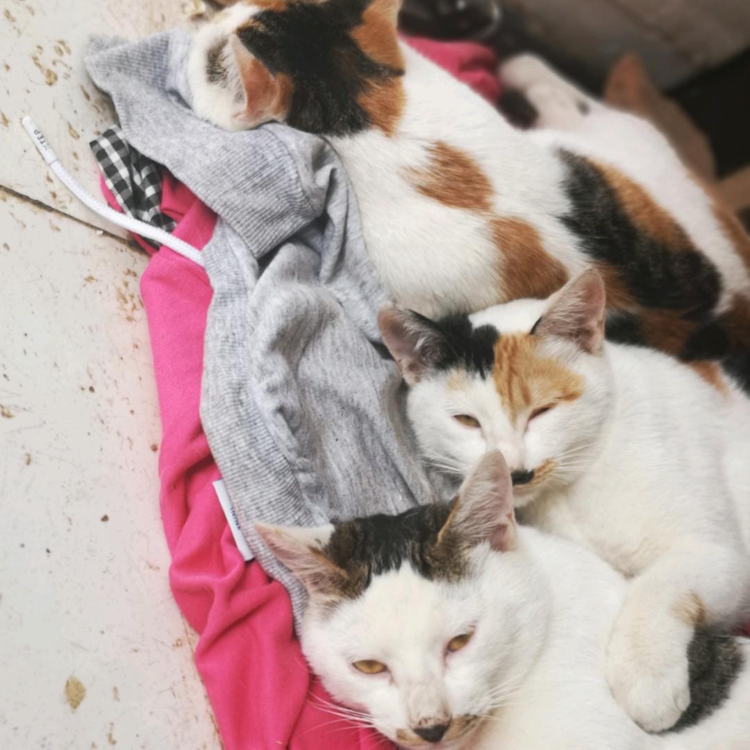🐱🐱🐱