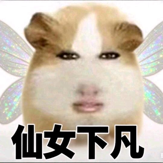 我只能发出猪叫声
