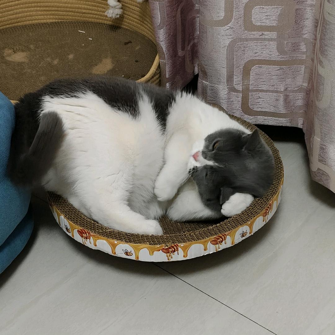 落樱巷