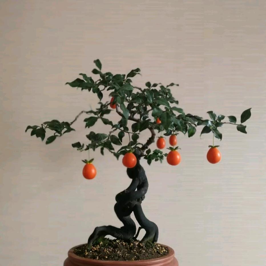 家禾园艺经营部