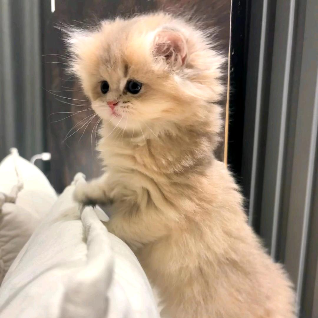 ૮₍ ˶•‸•˶₎ა