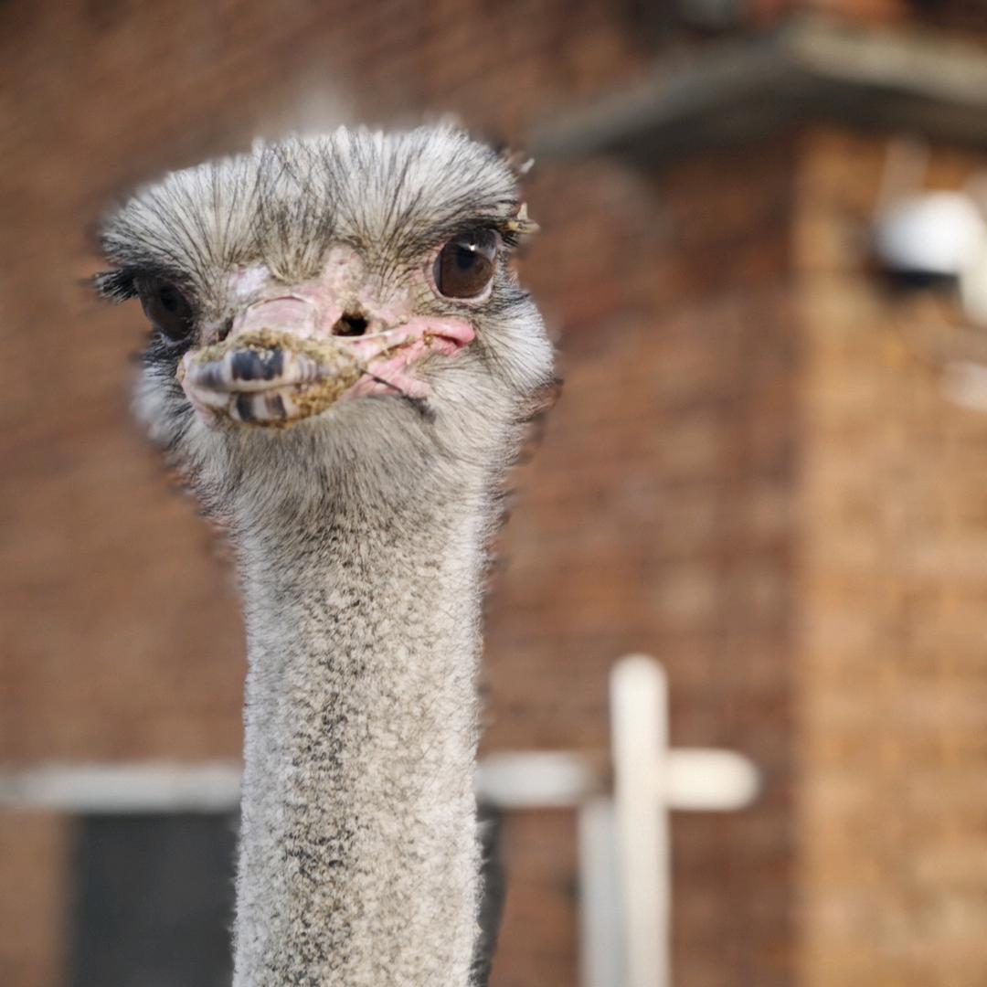 吉林乌拉鸵鸟（共同成长）