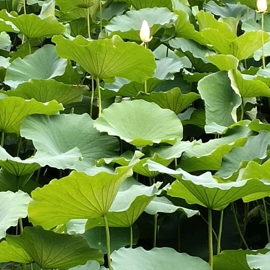 夏日骄阳