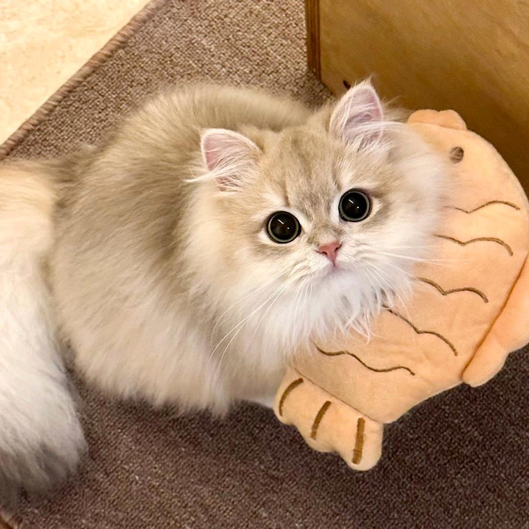 赚钱养只猫
