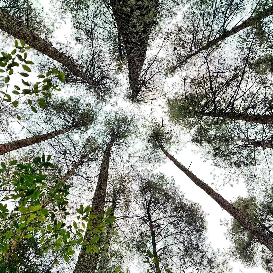 贵州伐木队——可接一条龙全包