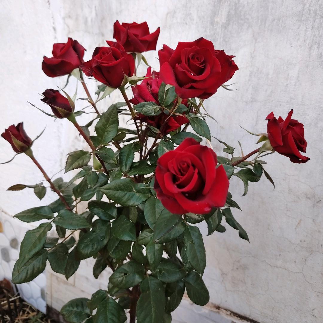 心若向阳，何惧忧伤