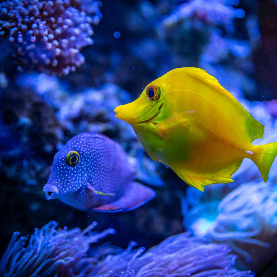 浙北海鲜鱼缸定制