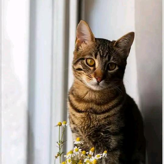老猫玩游戏