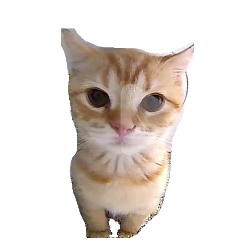 小茂密