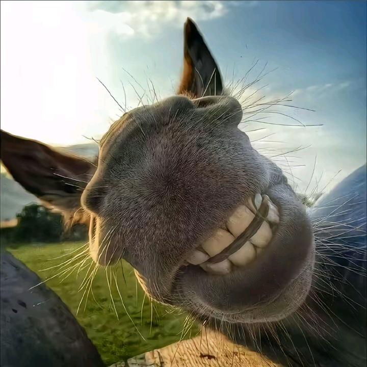 鲨鱼积木