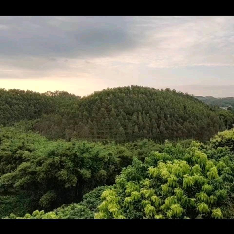 蓝雷饲料
