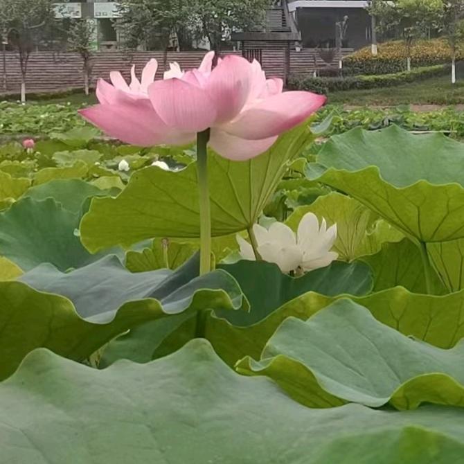 风筝飘飘