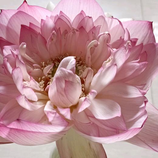 ꧁唐ℒℴѵℯ李¹³¹⁴꧂