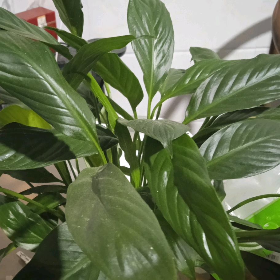 福多多百货坊