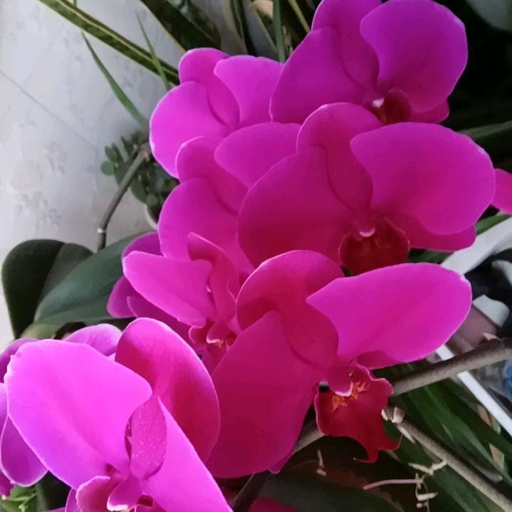 自由飞翔