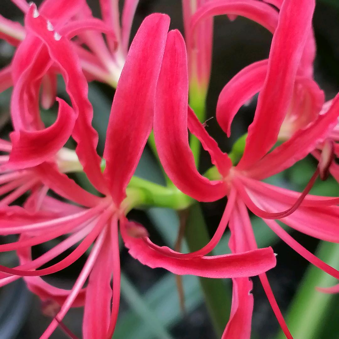 玫瑰🌹.