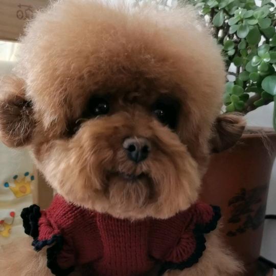 元宝姐姐是妞宝🐶