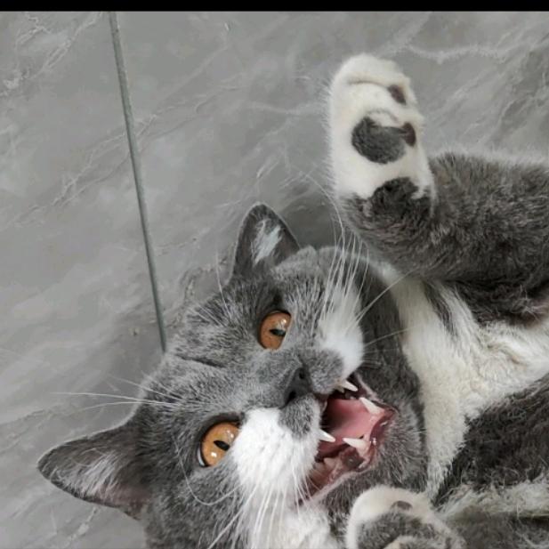 三只不上班的猫🙀🙀