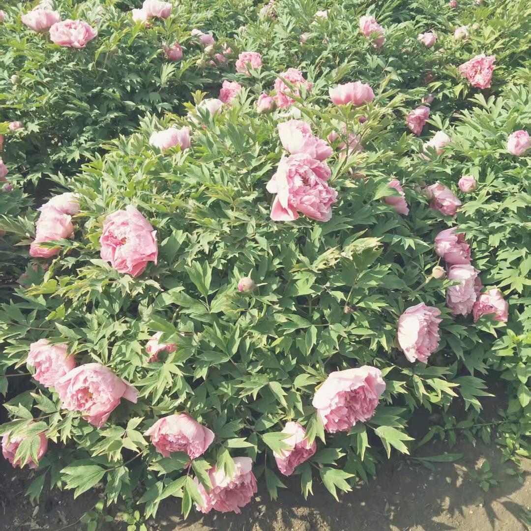 0520