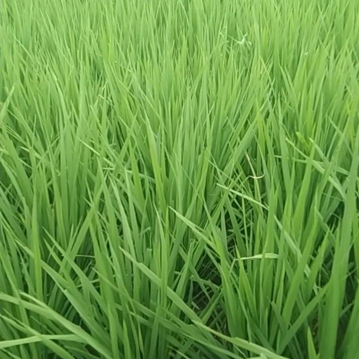 平安一身