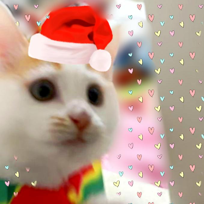 ❄️☃米国究极佛波勒❄️🎄