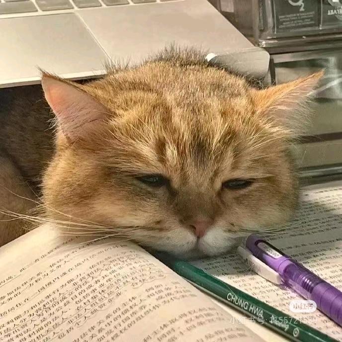 困困猫ˋ