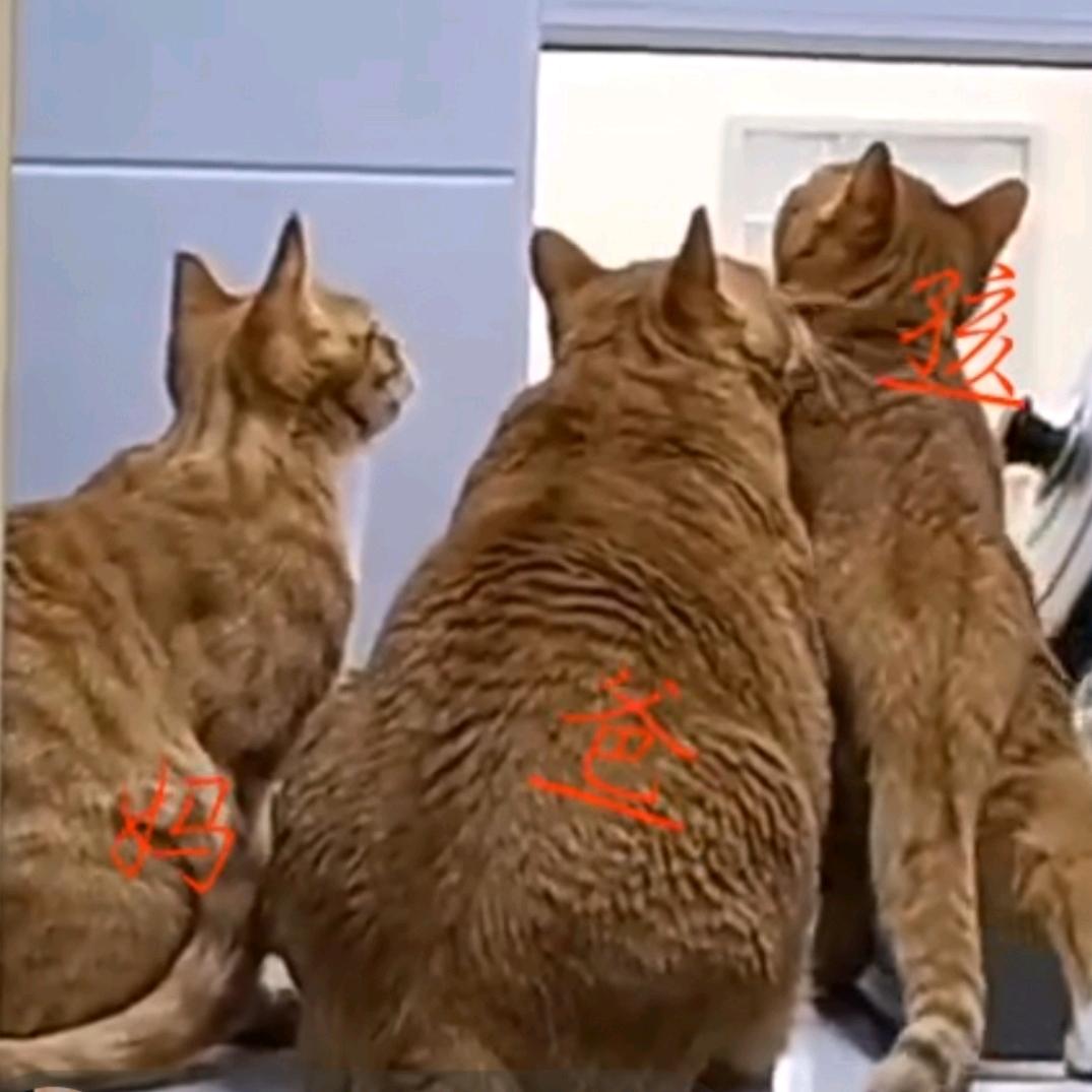 家有三只大橘