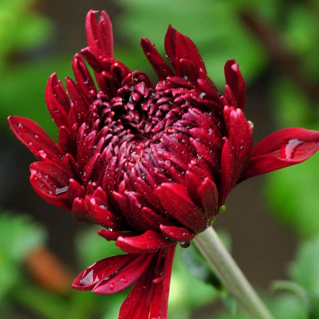 BURPEE安合调味品