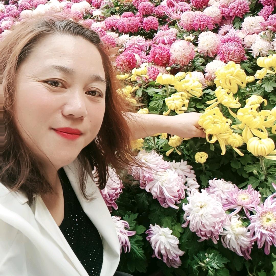 三月菊