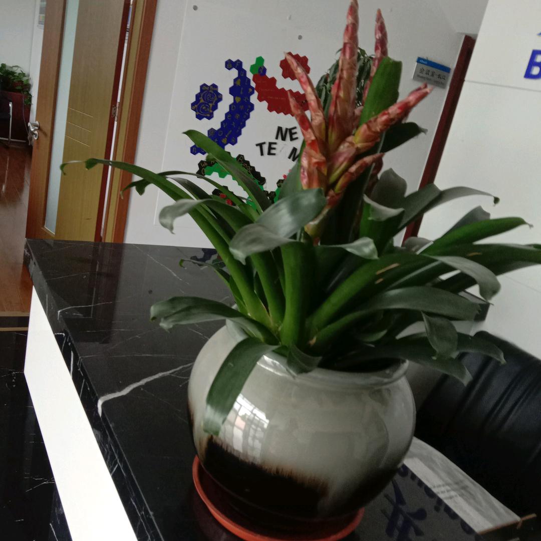 花开花落