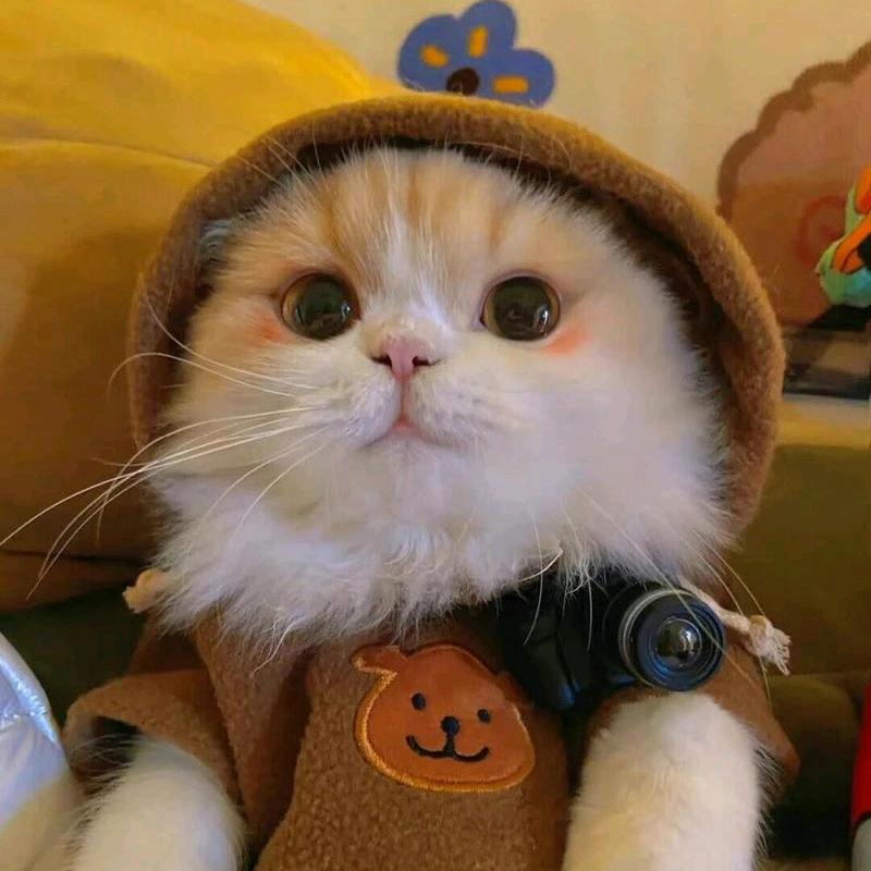 🌈٩(￥A￥)۶福多多✨🎉