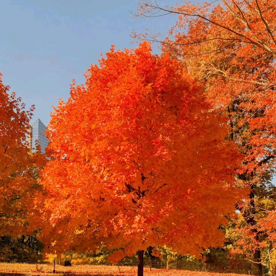 弗兰克爱喝扎啤