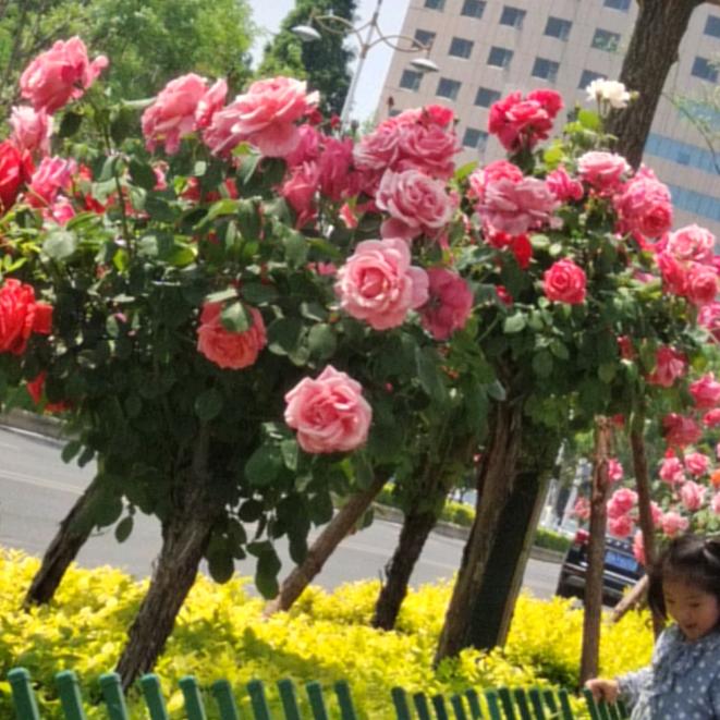 人心太假我却太傻。