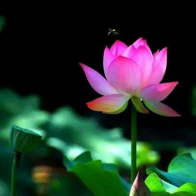 静心❤正念