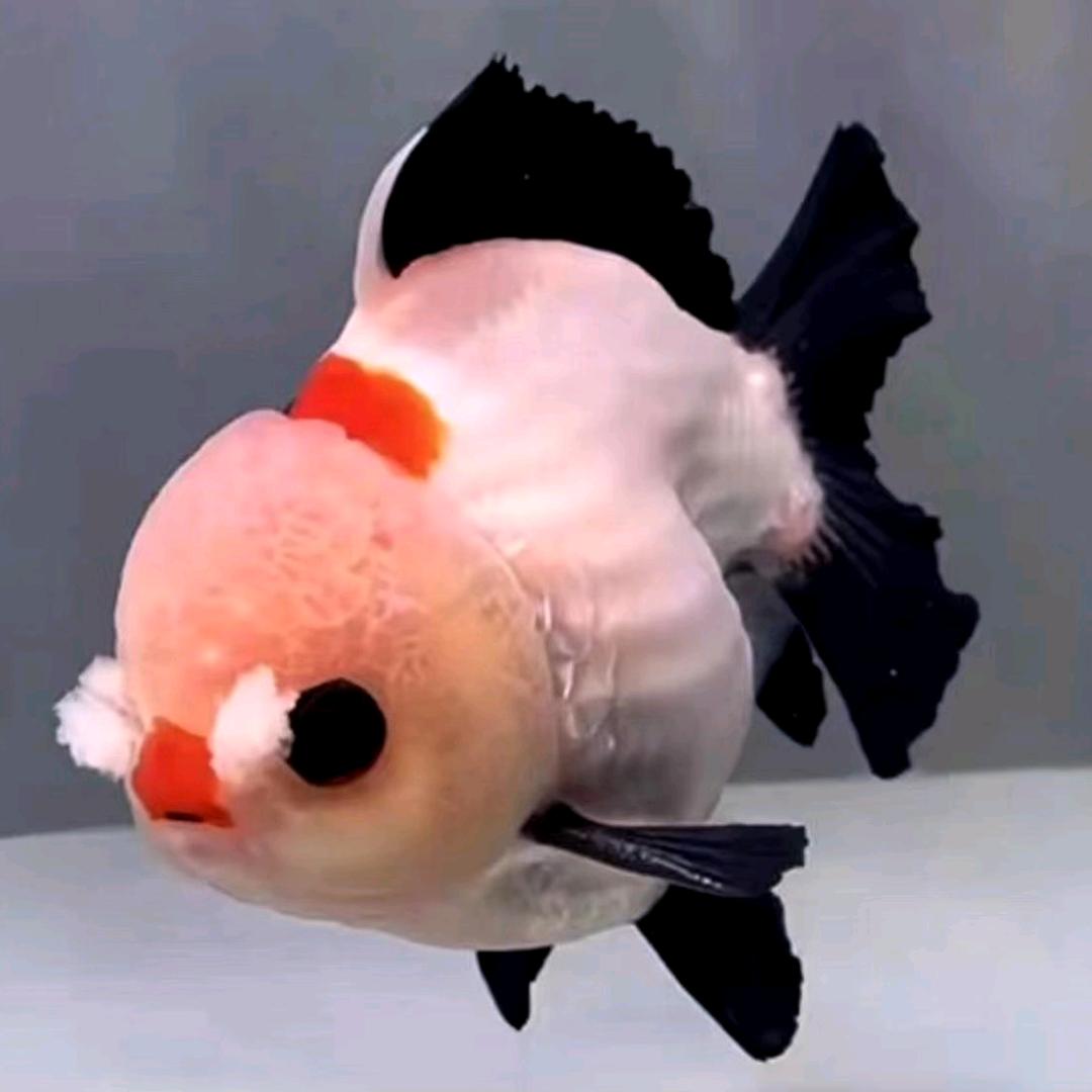 王大观赏鱼进口金鱼