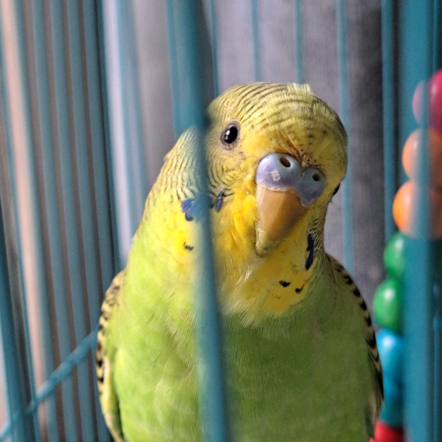 悲喜自渡