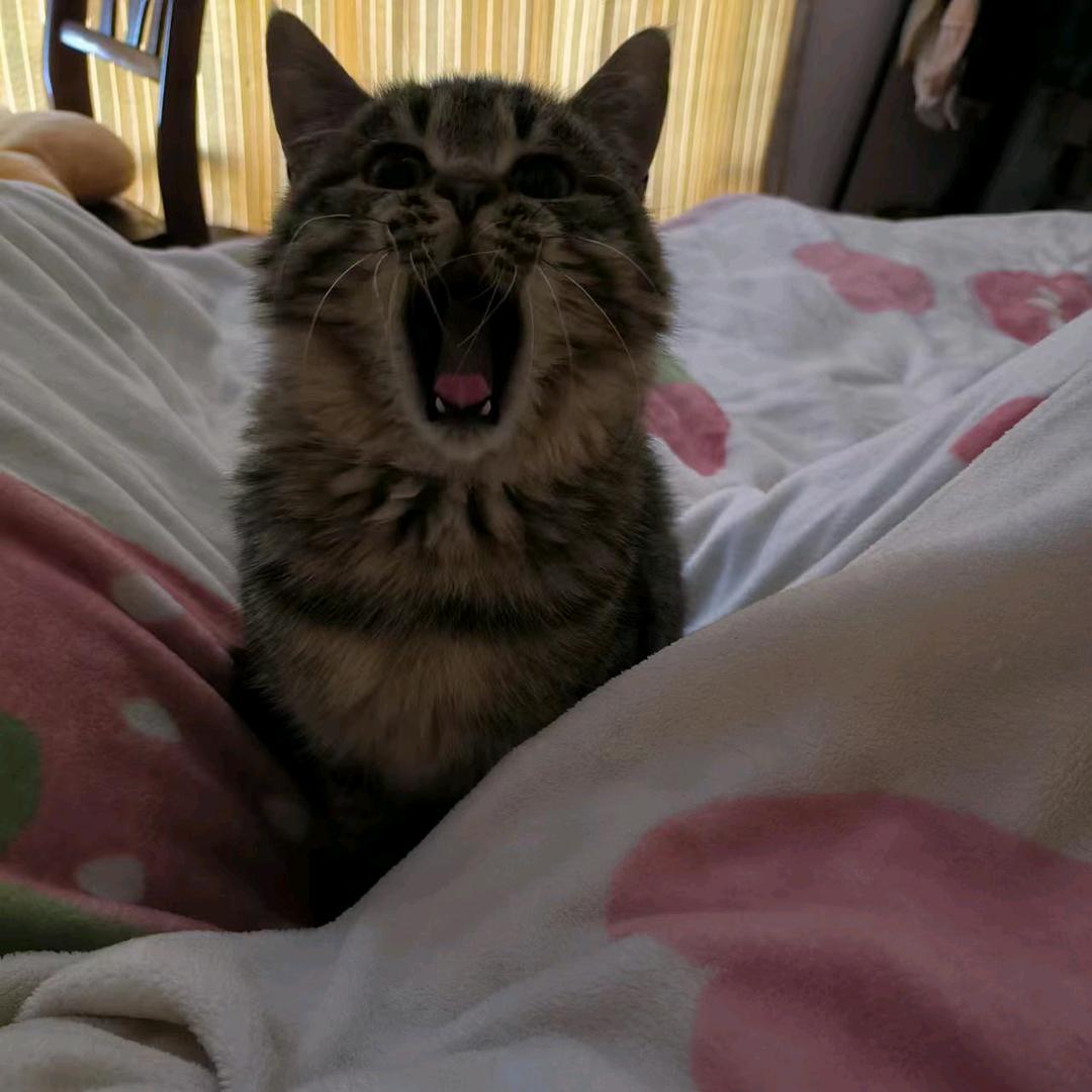 哦吼