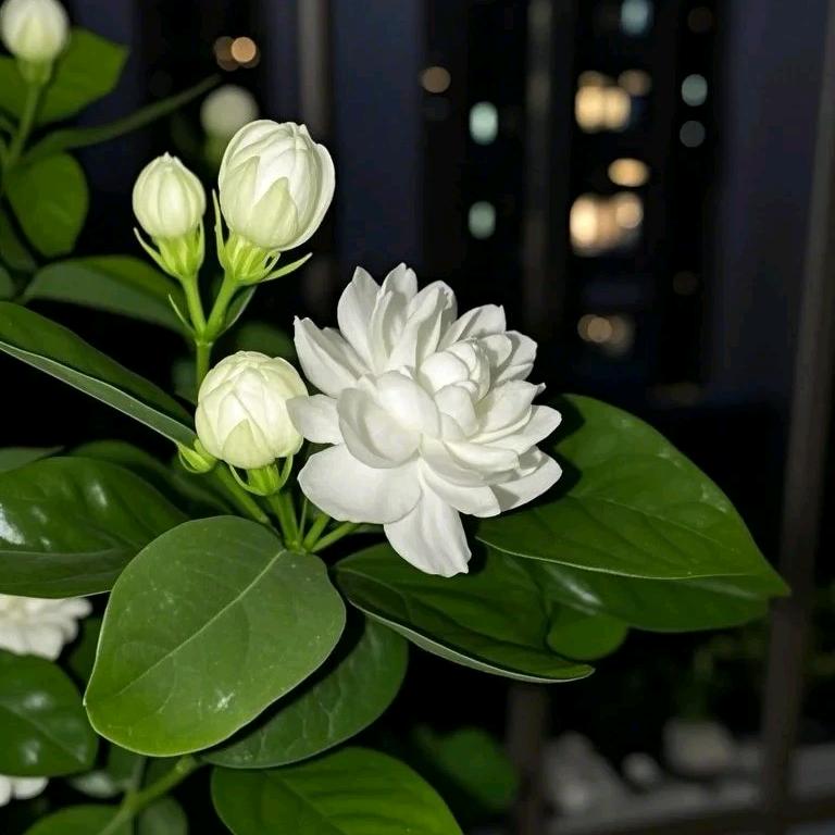 果果头像