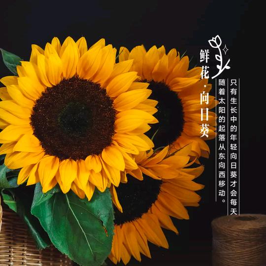 棉花糖味小仙女