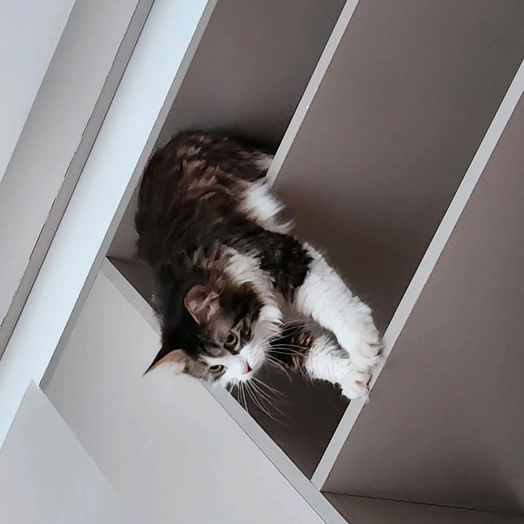 福莱小小店