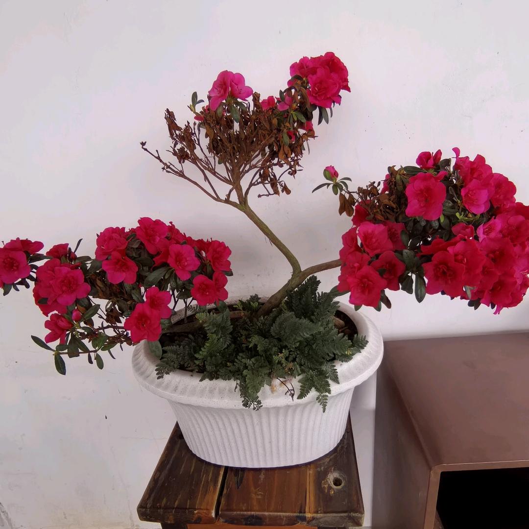 山茶花🌸