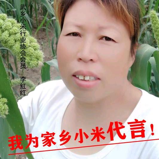 武乡小米李红