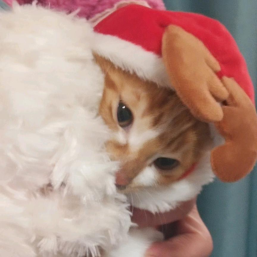 一只成熟的海鞘