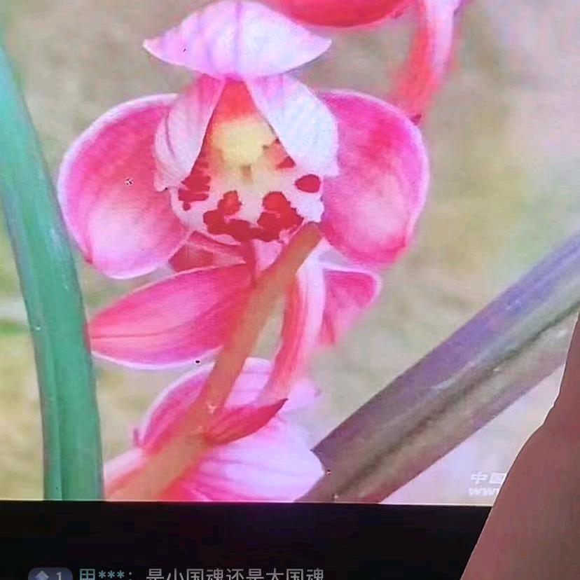 刘青华臻选花坊