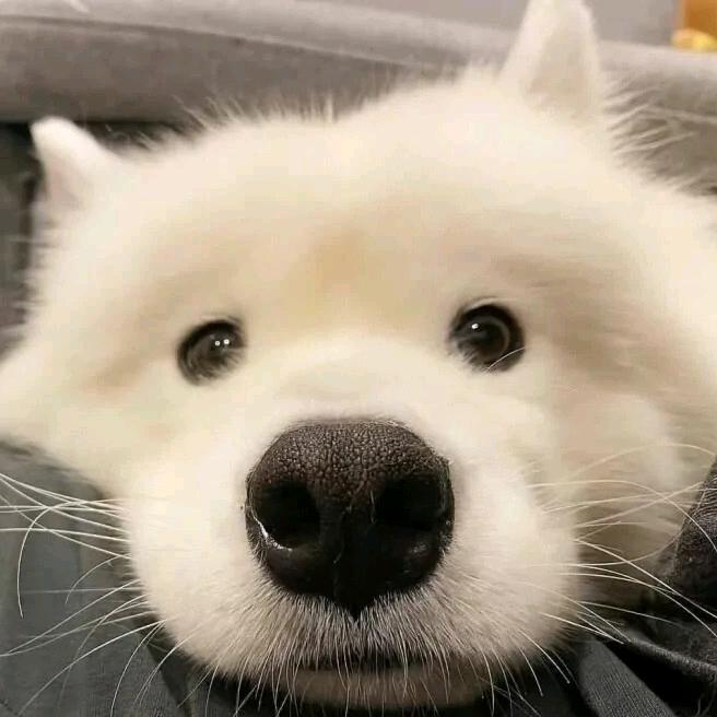故人归故、