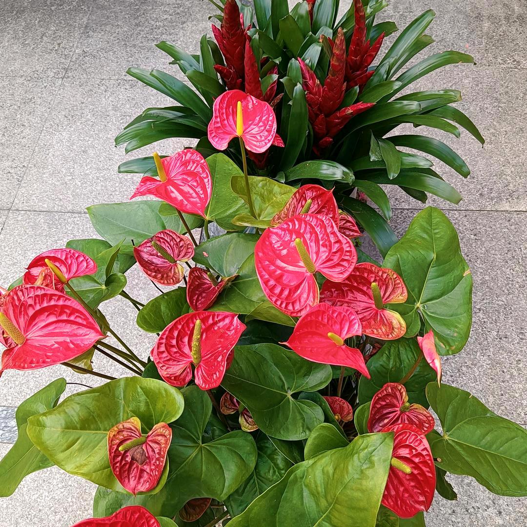 水仙