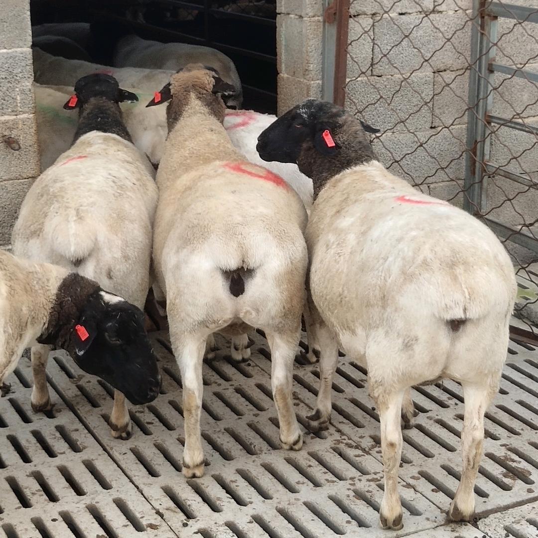 建成牧业多胎肉羊种羊
